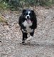 Magnifique Border Collie pour saillie exempt de...