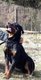 Chiots Rottweiller Royal pure race