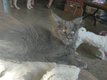 Magnifique chaton Maine coon disponible