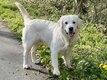 Golden Retriever pdigre LOF pour saillie