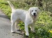 Golden Retriever pdigre St-Hubert et Lof pour...