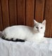 Magnifique chat Européen, femelle blanche...