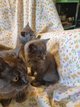 Splendides chatons Chartreux