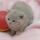 Adorables chatons British Shorthair à réserver