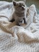 5magnifiques chatons british shorthair