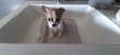 Chihuahua pure race petit gabarit