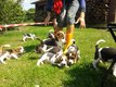 Chiots beagle pure race élevés en famille