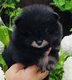 Chiot exceptionnel Pomeranian Spitz Nano