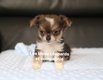Chiot chihuahua disponible prochainement