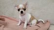 Chihuahua poil court avec pedigree LOB petit...