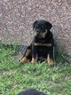 Chiots beaucerons
