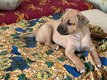 9 chiots croisés xbulldog français||Rodhaisian