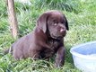 Superbes chiots Labrador Chocolat dispobibles