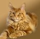 Maine Coon Red blotched tabby