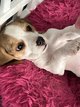 Adorable petite femelle Beagle de 8 semaines