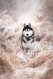 Husky sibérien lof disponible pour sailli