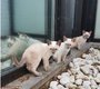 3 chatons Siamois/Thai Blue cherchent une...