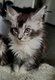 Chatons Maine Coon disponibles (pure race)