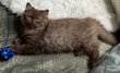 Magnifiques chatons British longhair et shorthair