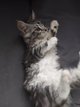4 chatons Maine coon avec pedigree