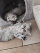 4 magnifiques chatons higland fold