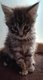 Chatons Maine Coon