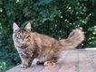 Chaton maine coon femelle brown tortie tabby