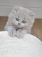 Magnifique chaton British Longhair