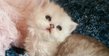 Magnifiques chatons persan chinchilla et...