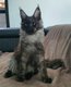 Chatons Maine Coon disponible