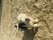 Terrier Tibétain chiots (hypoallergénique)