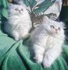 2 filles British Longhair Silver Shaded...