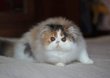 Magnifique chaton persan femelle disponible