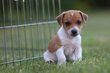 Jack Russell chiots , 100 % Belges