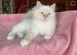 Magnifique chaton mâle crème tabby
