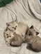 Magnifiques chatons British shorthair