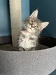 L’Arche des Maines  propose 4 magnifiques chatons