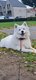 Adorable femelle Samoyed de 1 an