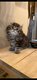 Très beaux petits chatons british longhair