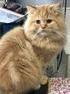 Adorable chaton british longhair red tabby