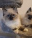 Ragdoll Pure Blue mitted &Seal Mitted