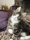 Magnifiques chatons Maine Coon et Devon Rex