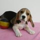 Très beaux chiots Beagle