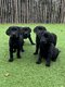Chiots Labrador noire (testé parents)
