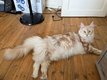 Maine Coon Red Silver Tabby