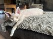 Chaton Devon Rex