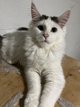 Magnifiques chatons Maine Coon