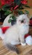 Chatons ragdoll adorable disponibles pour Noël