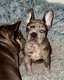 Bouledogue franais disponible