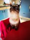 Exotic shorthair seal point